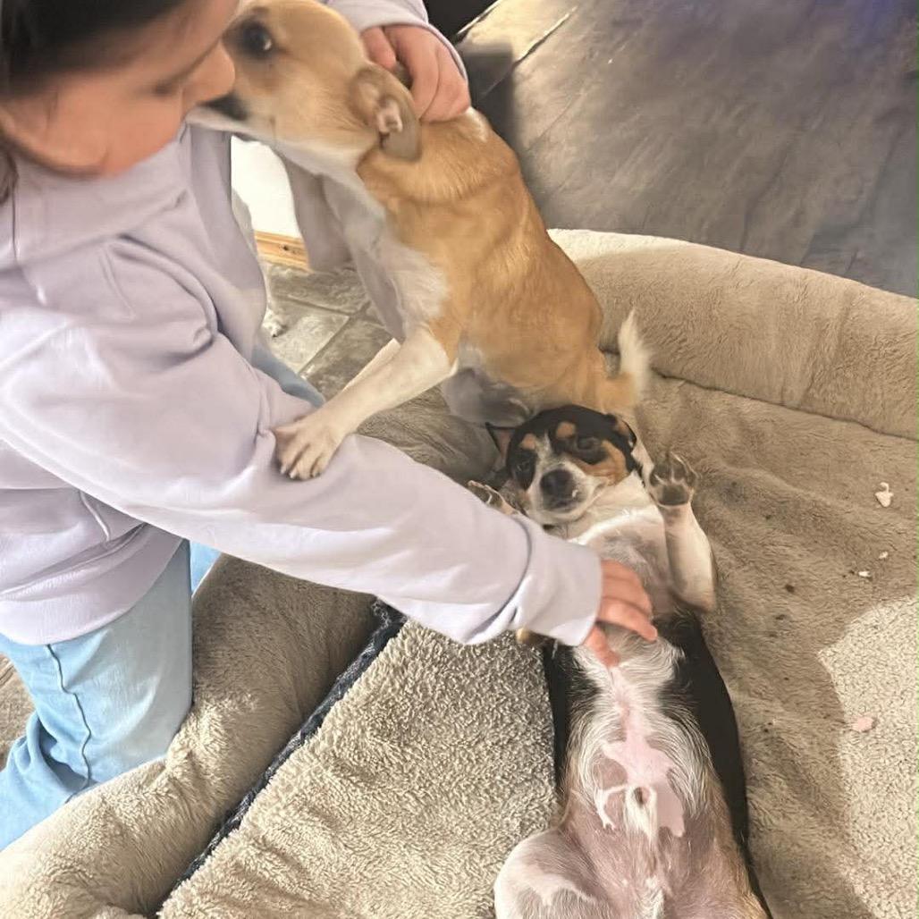 Enlarge Duke, a Adoptable mixed breed in Tacoma, WA image 3/3