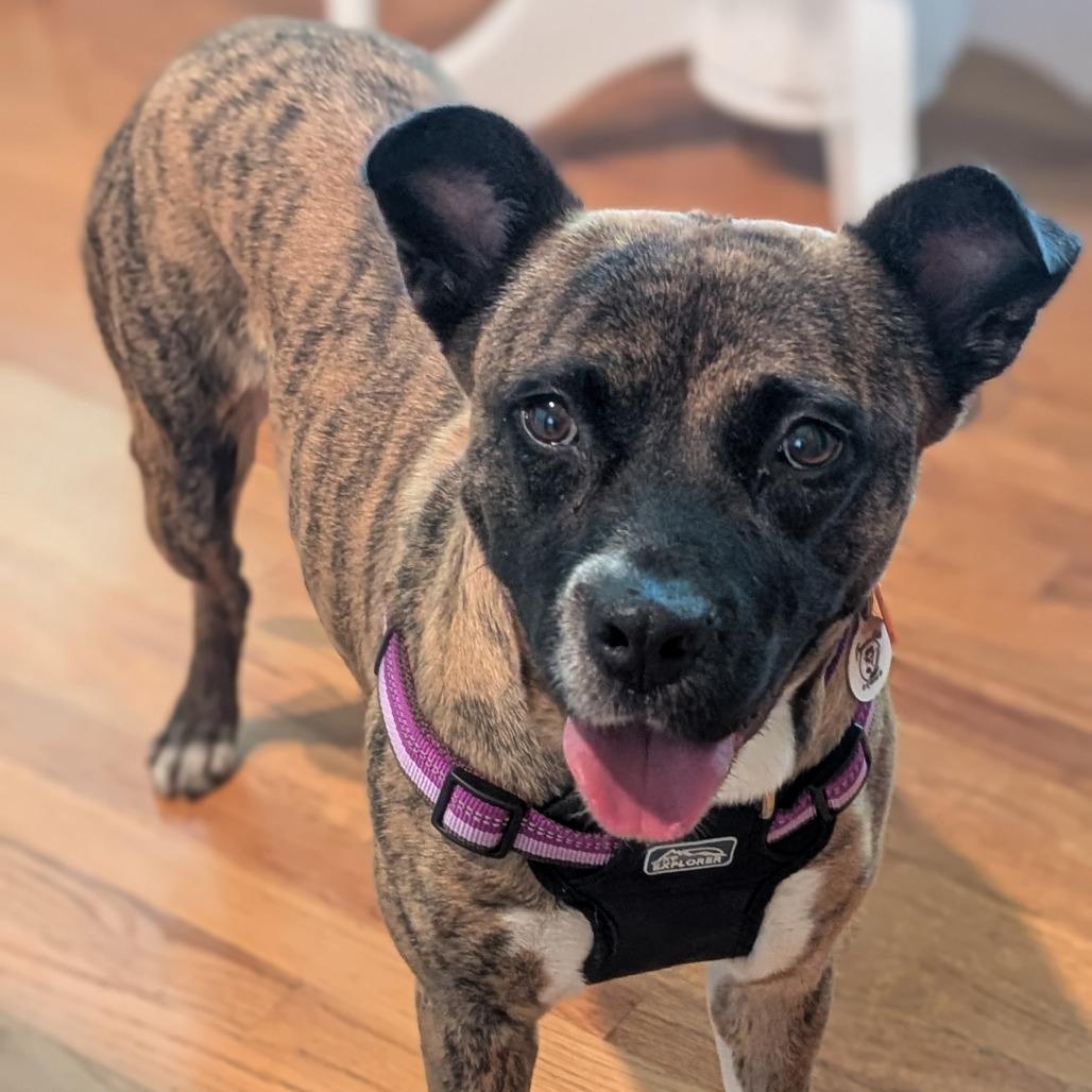 Nehi, Adoptable, Adult Female Mountain Cur & Mixed Breed.