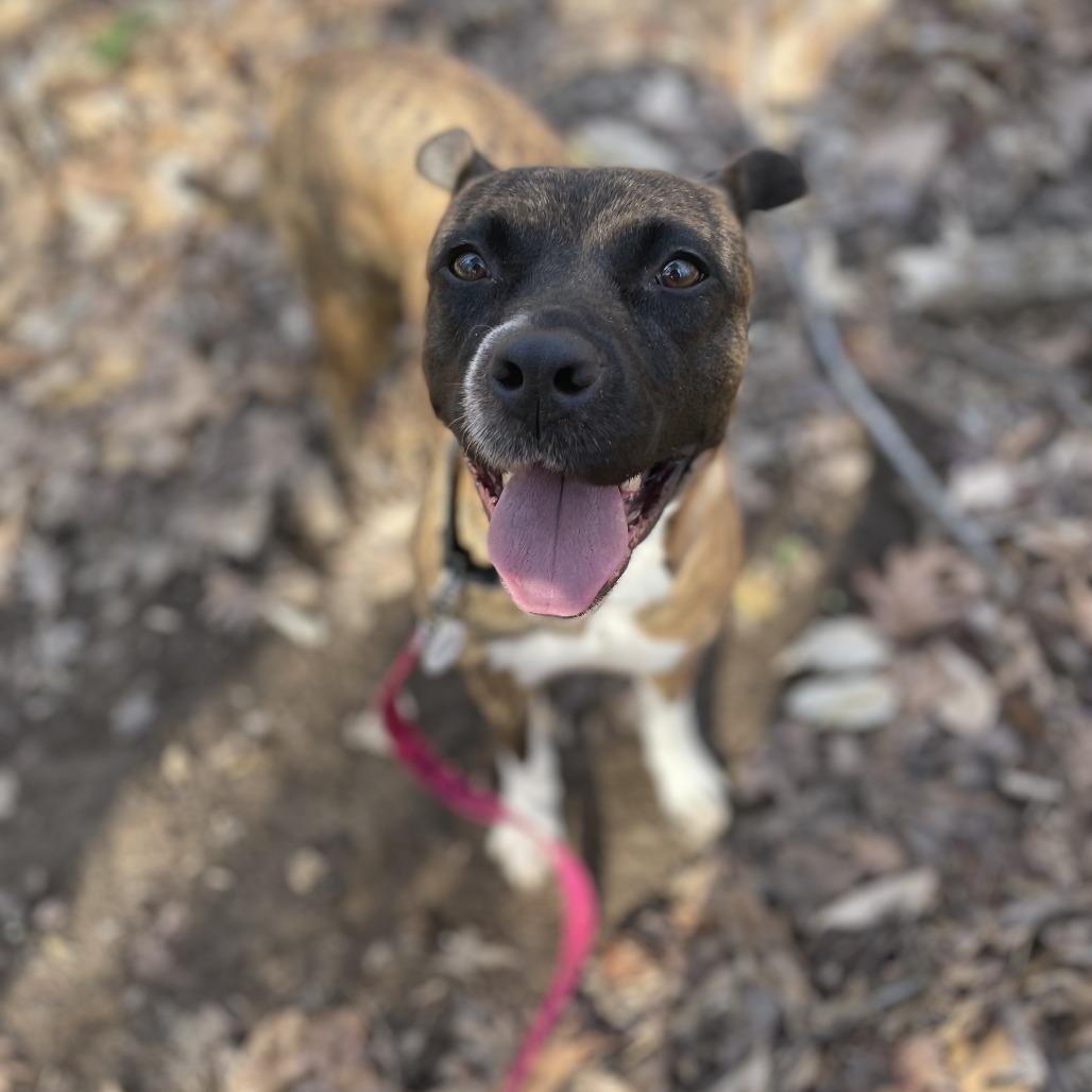 Nehi, a Adoptable mixed breed in Raleigh, NC image 3/6
