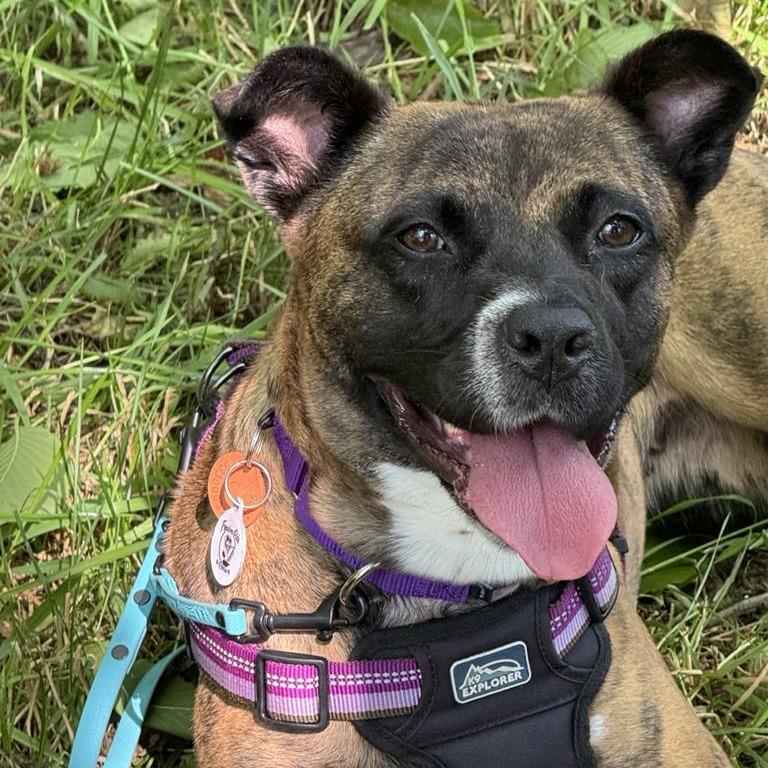 Nehi, a Adoptable mixed breed in Raleigh, NC image 6/6