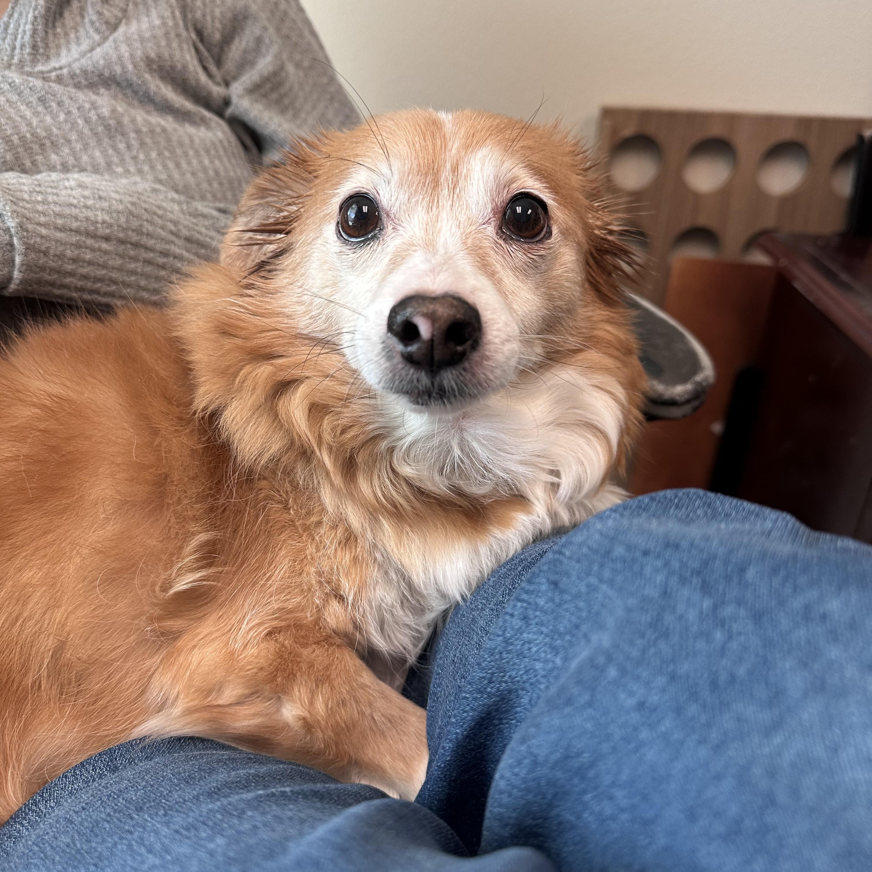 Enlarge Gracie, a ADOPTABLE mixed breed in Temecula, CA image 1/4