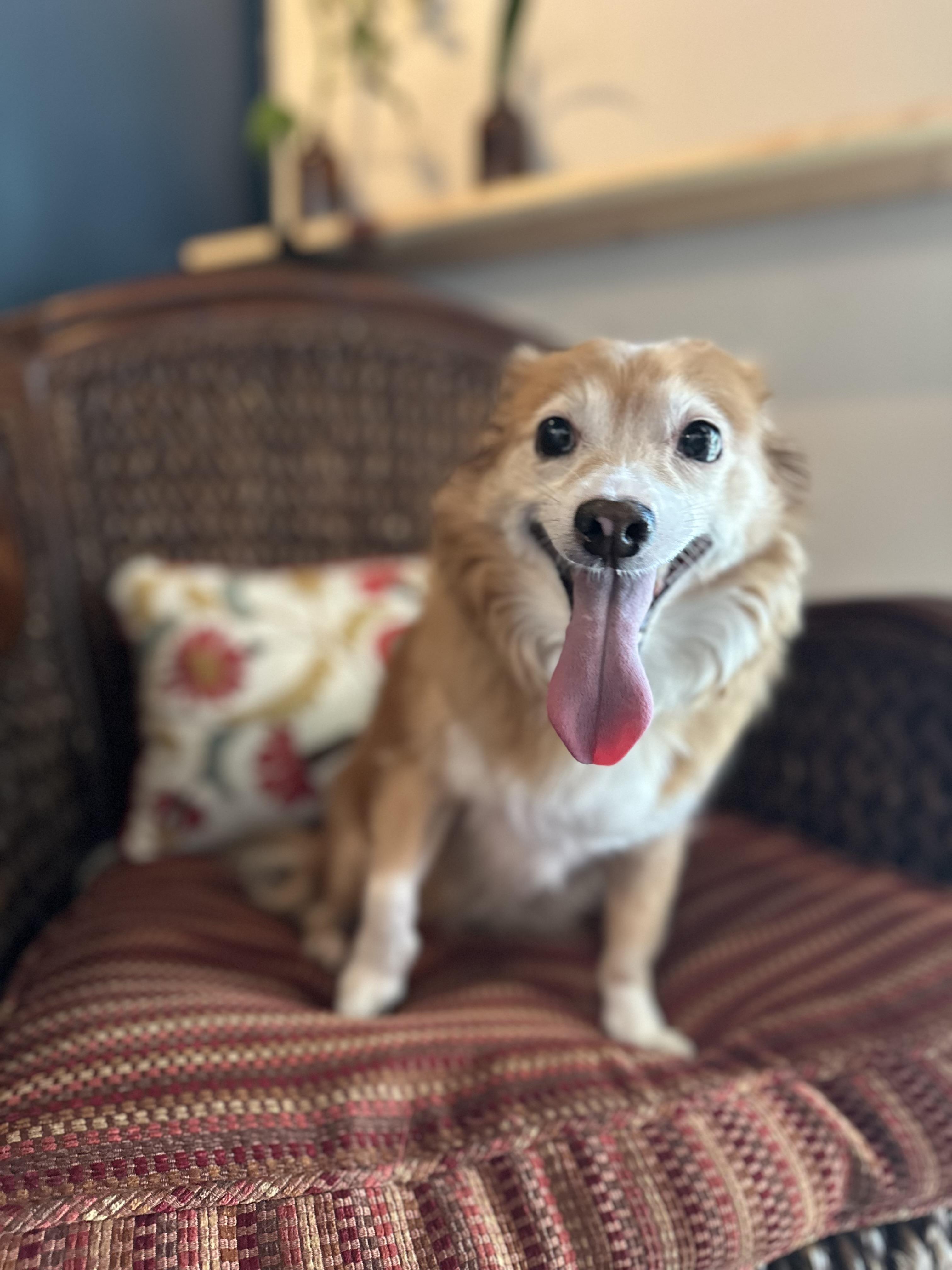 Enlarge Gracie, a ADOPTABLE mixed breed in Temecula, CA image 2/4