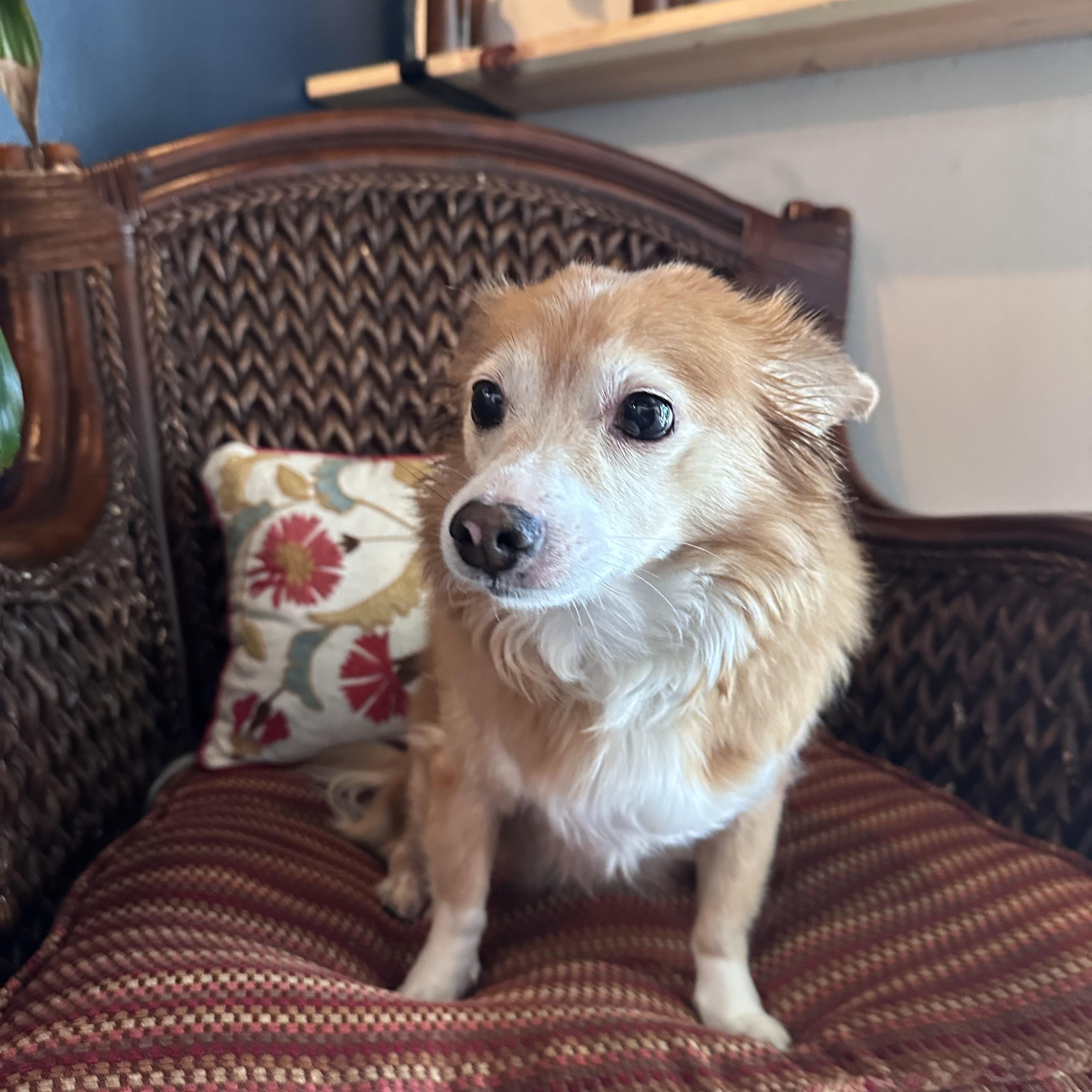 Enlarge Gracie, a ADOPTABLE mixed breed in Temecula, CA image 3/4