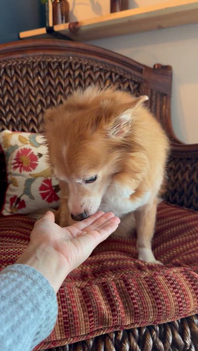 Enlarge Gracie, a ADOPTABLE mixed breed in Temecula, CA video 4/4