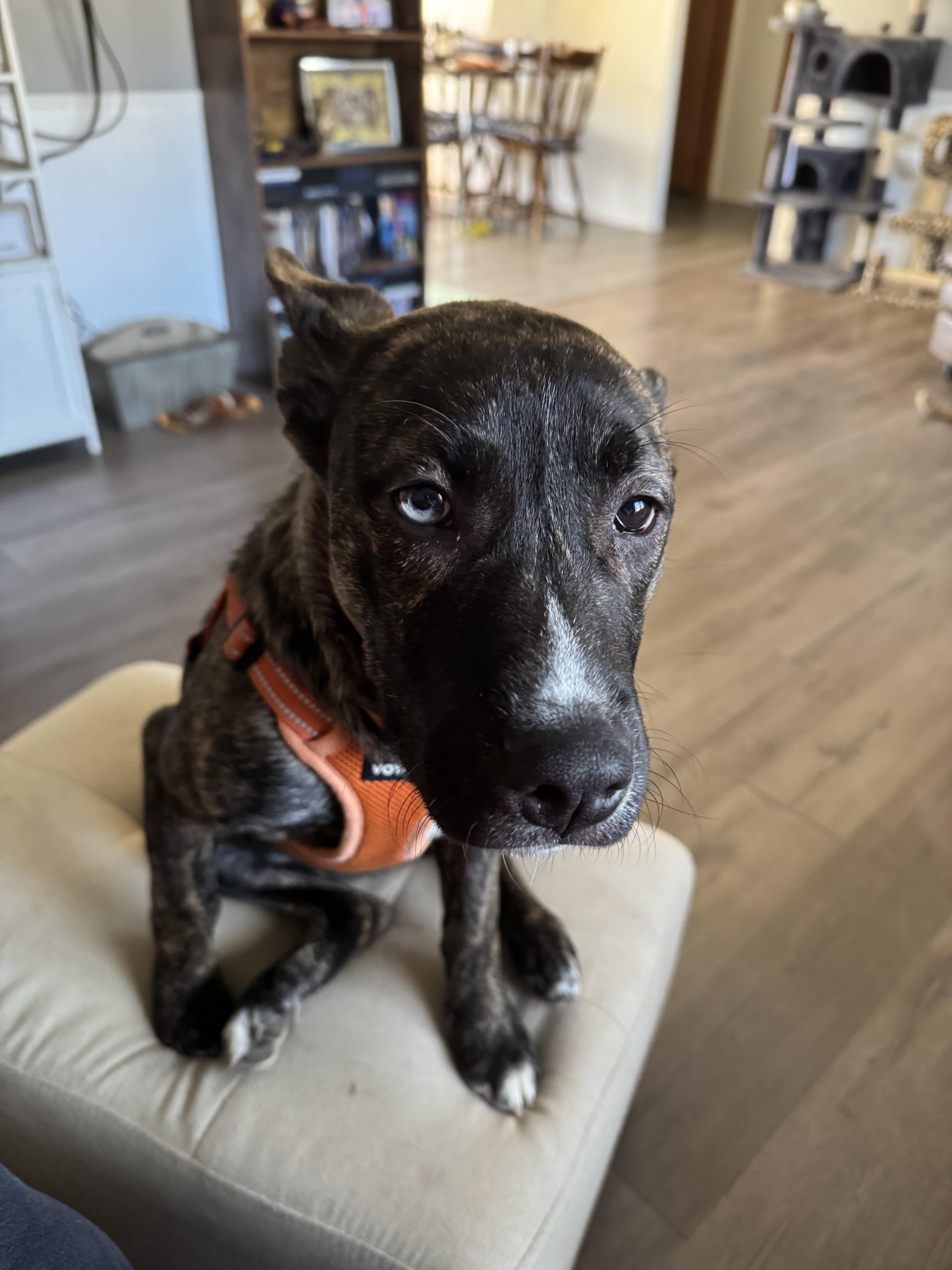 Lacy-VT, Adoptable, Young Female American Staffordshire Terrier.