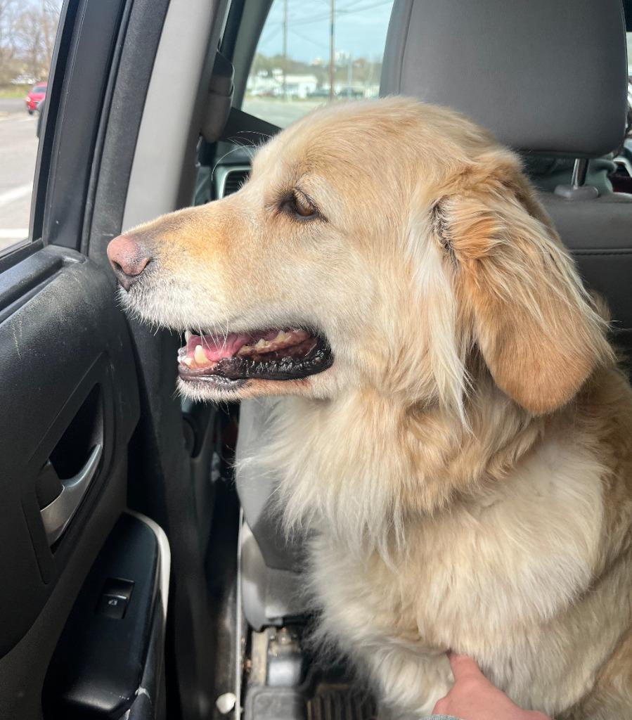 Enlarge Blossom, a Adoptable mixed breed in Fayetteville, AR image 1/6
