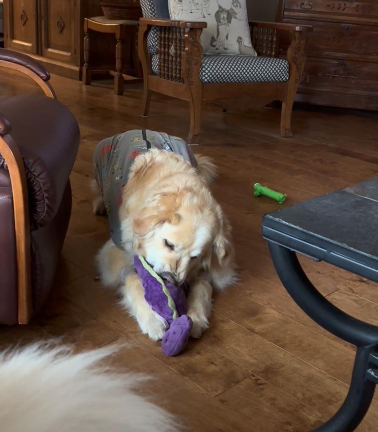 Enlarge Blossom, a Adoptable mixed breed in Fayetteville, AR image 2/6