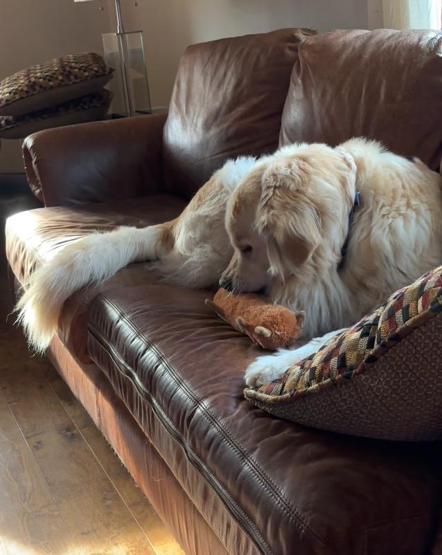 Enlarge Blossom, a Adoptable mixed breed in Fayetteville, AR image 3/6