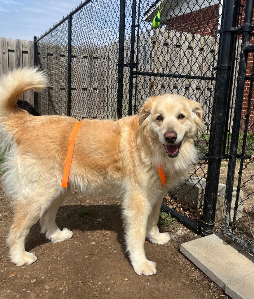 Enlarge Blossom, a Adoptable mixed breed in Fayetteville, AR image 4/6