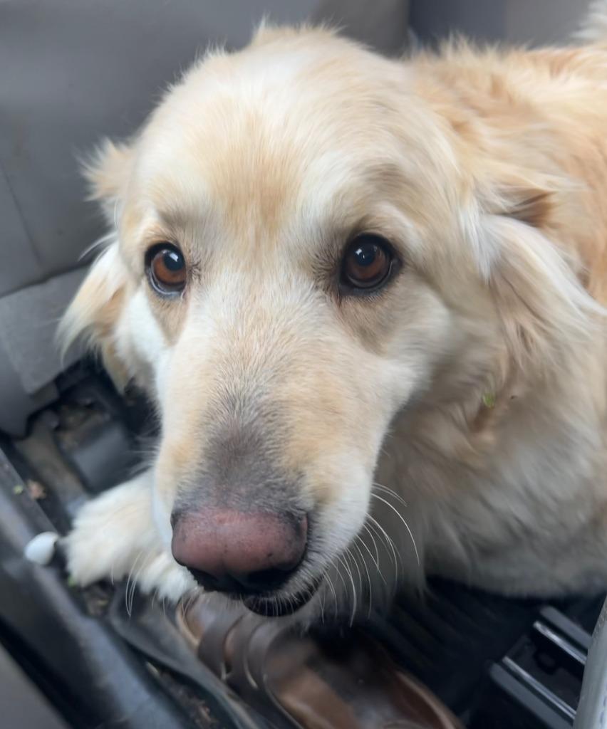 Enlarge Blossom, a Adoptable mixed breed in Fayetteville, AR image 5/6