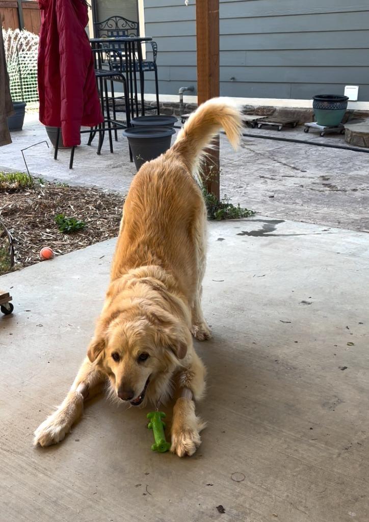 Enlarge Blossom, a Adoptable mixed breed in Fayetteville, AR image 6/6