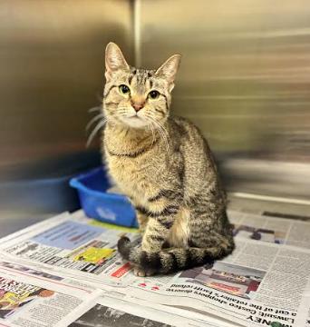 Enlarge Hennessy, a Adoptable Domestic Short Hair in Cicero, IL image 1/1