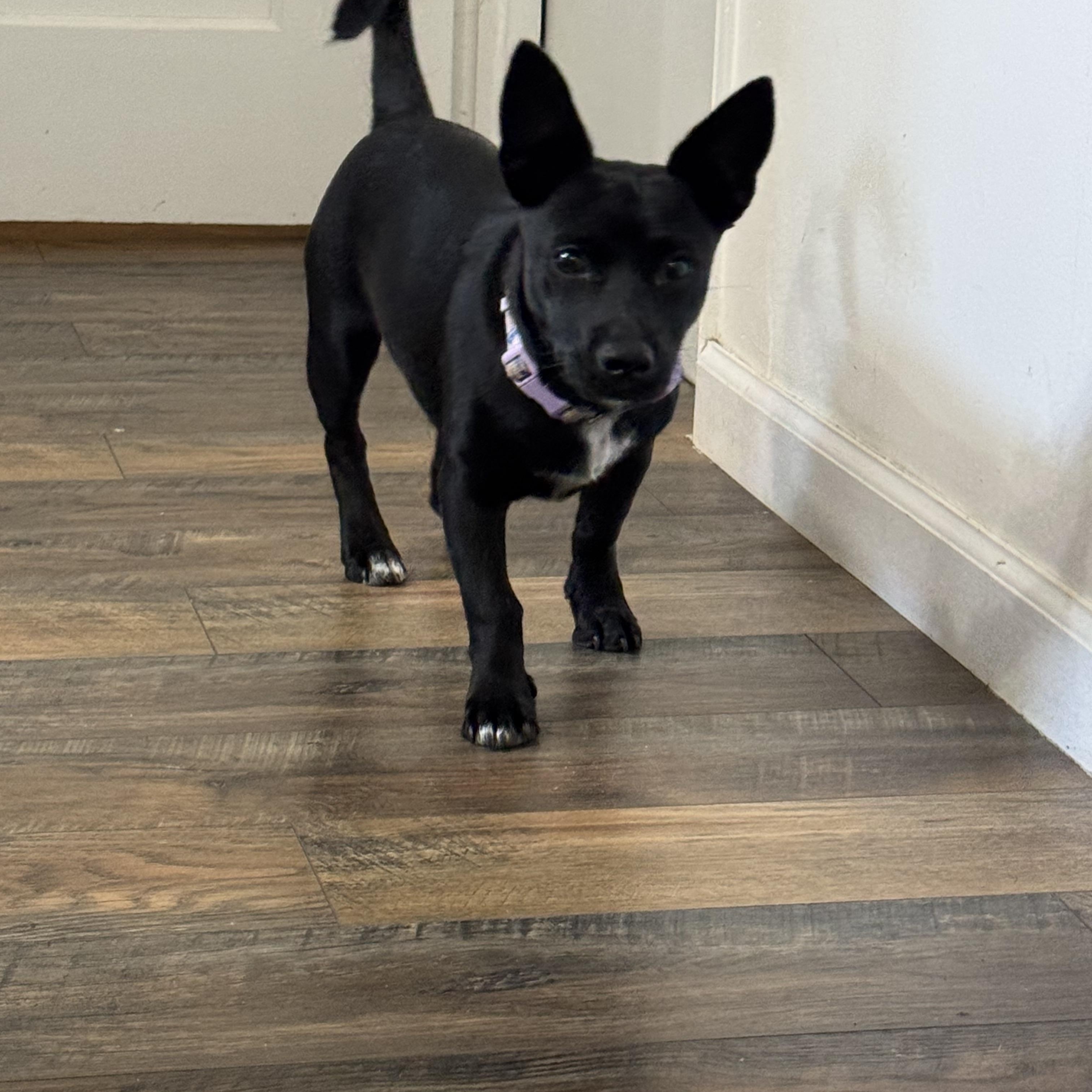 Enlarge Tude, a Adopted mixed breed in San Diego, CA image 4/4