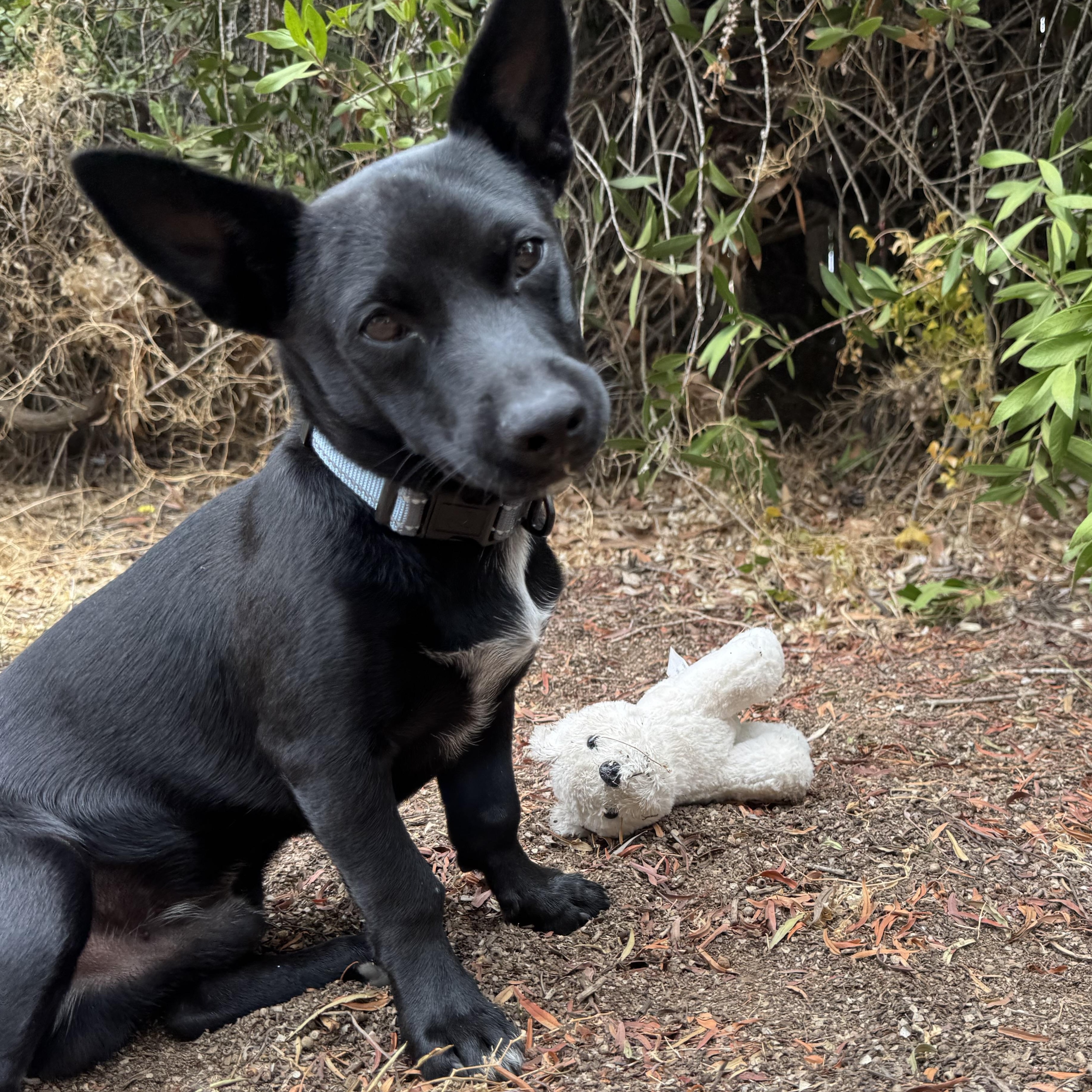 Tude, Adopted, Young Male Chihuahua & Terrier.