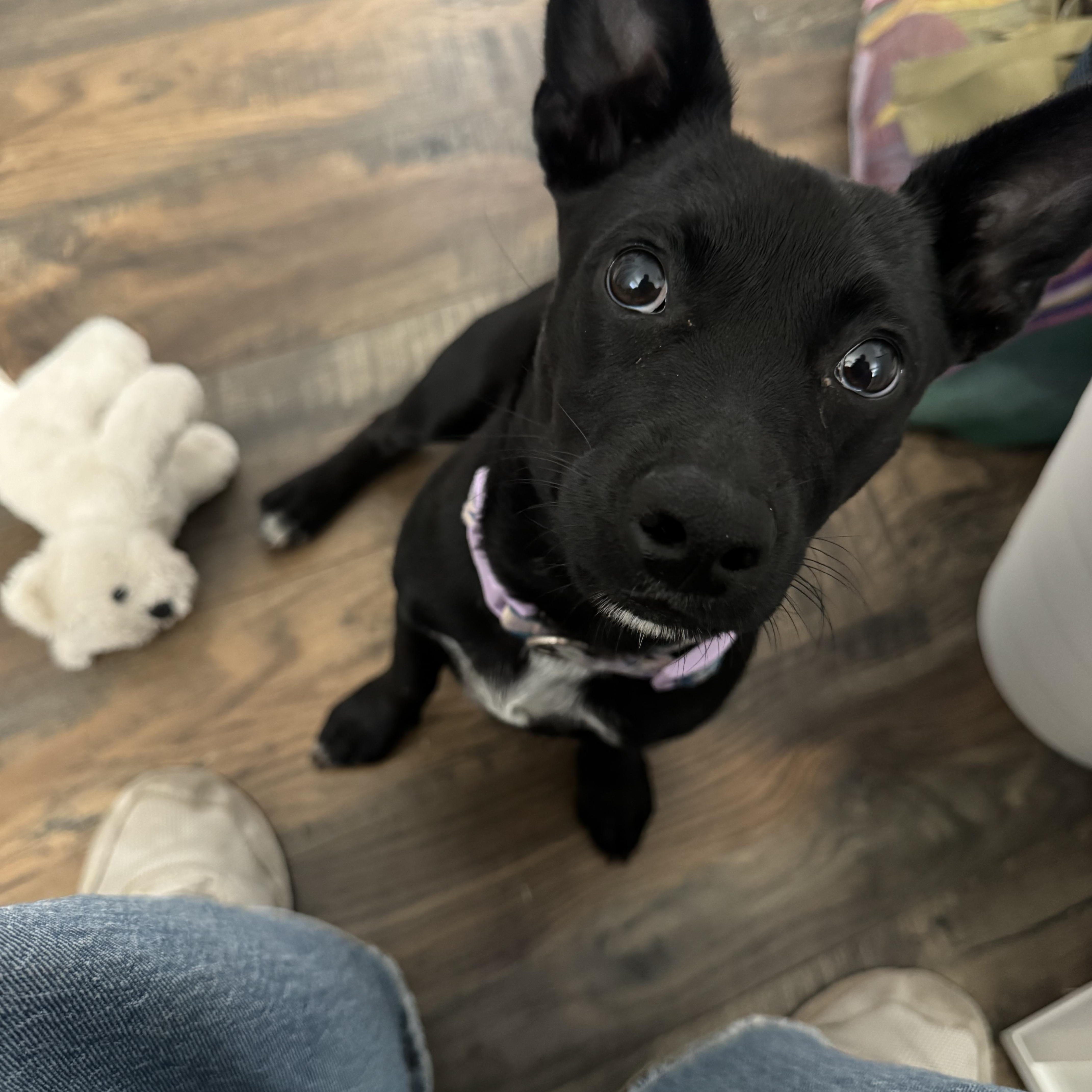 Enlarge Tude, a Adopted mixed breed in San Diego, CA image 2/4