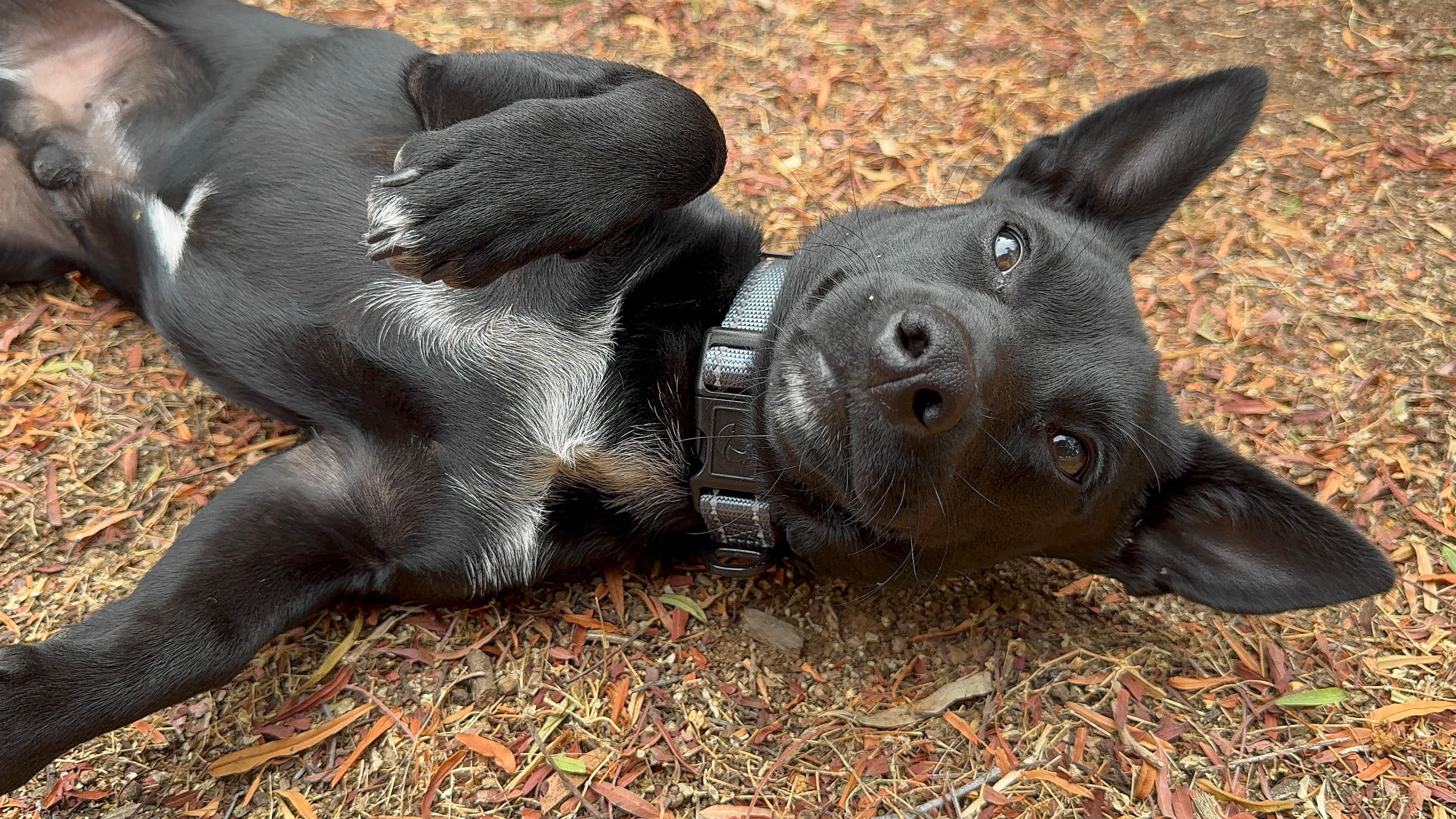 Enlarge Tude, a Adopted mixed breed in San Diego, CA image 3/4