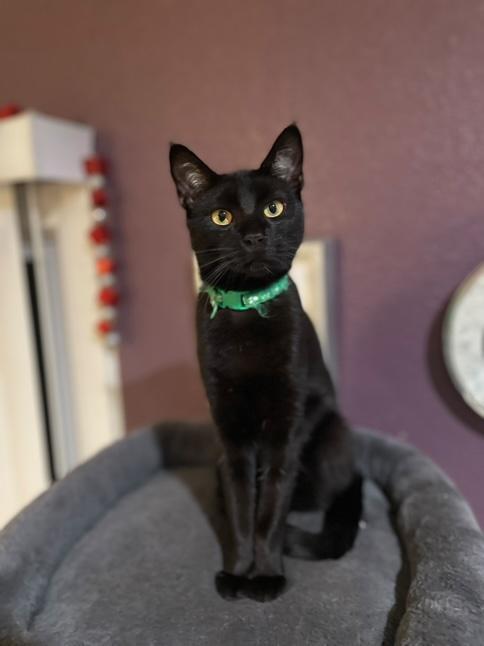 Boq, Adopted, Young Male Bombay.