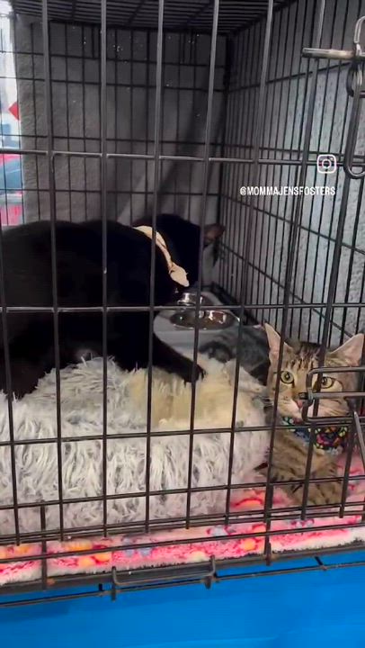 Enlarge Boq, a Adopted Bombay in Salida, CA video 2/2