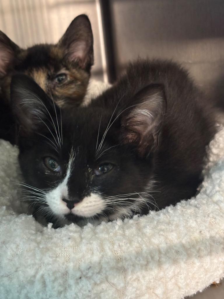 Callie, Adoptable, Kitten Female Domestic Short Hair.