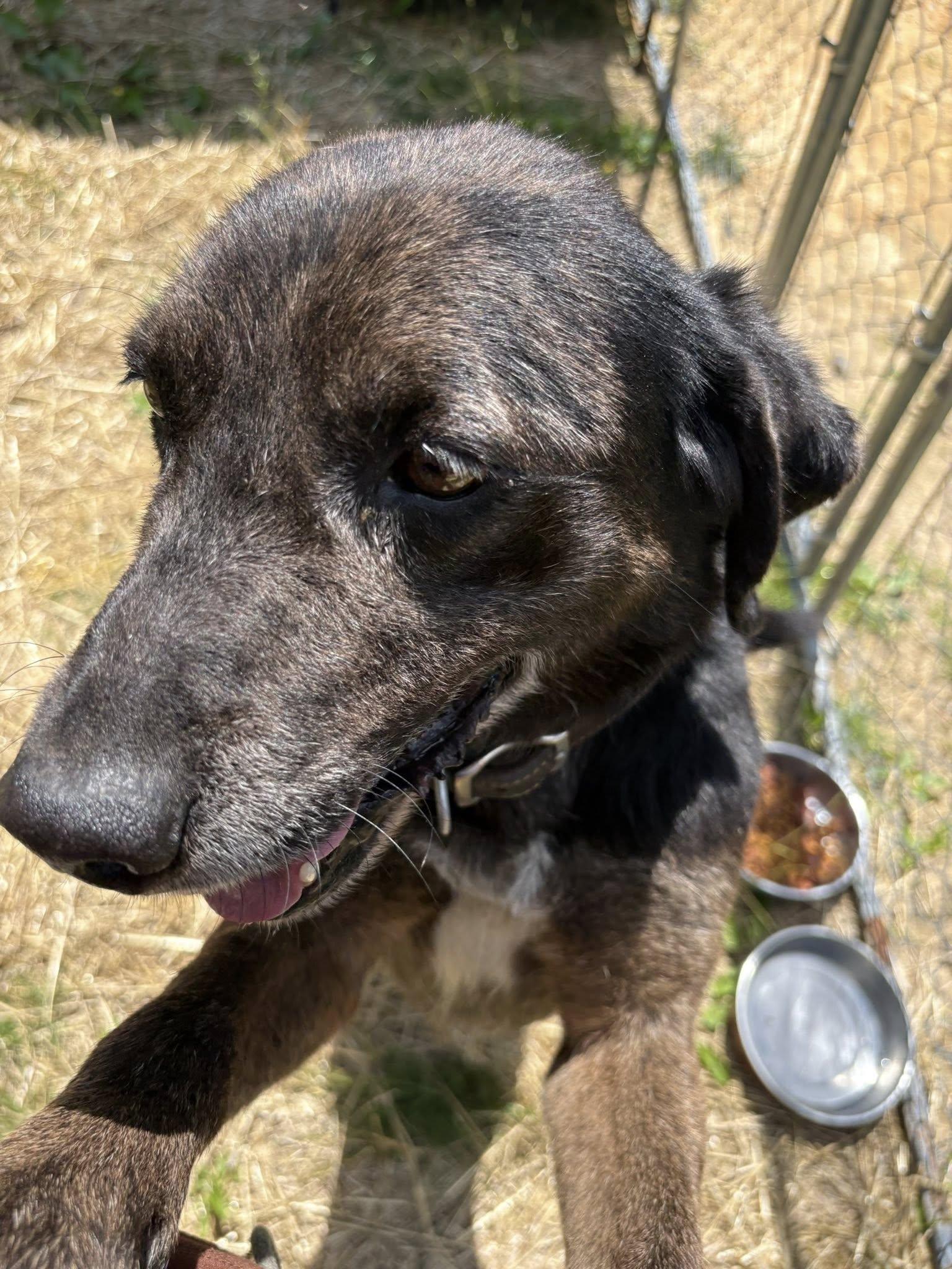 Enlarge Rocco (10yo, 38lbs), a Adoptable Hound in Hinton, WV image 2/3