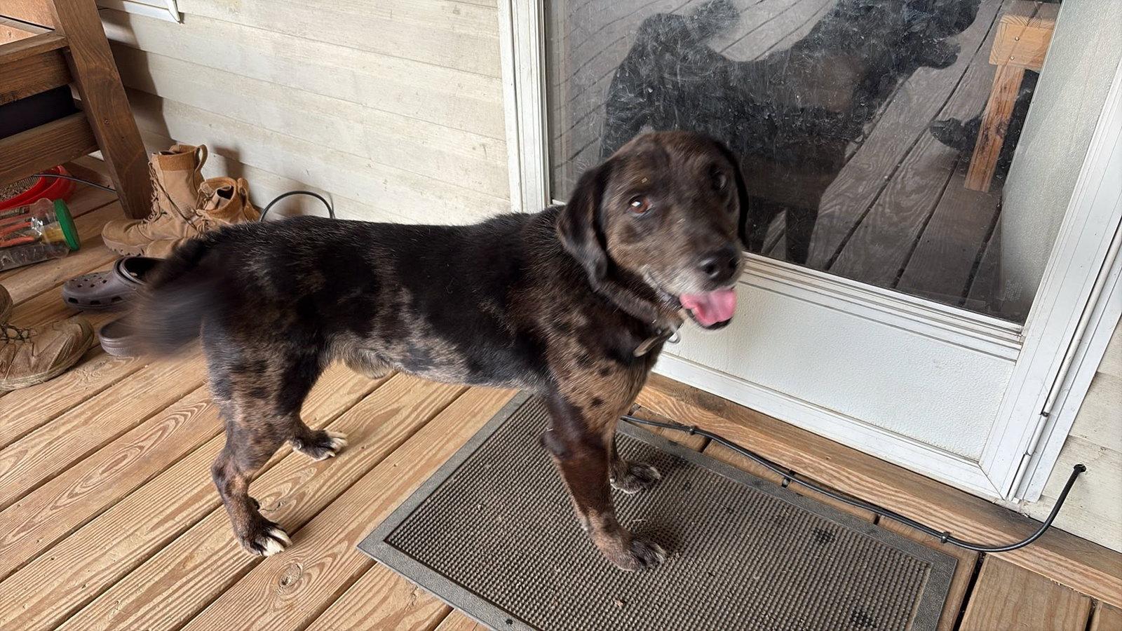 Enlarge Rocco (10yo, 38lbs), a Adoptable Hound in Hinton, WV image 3/3
