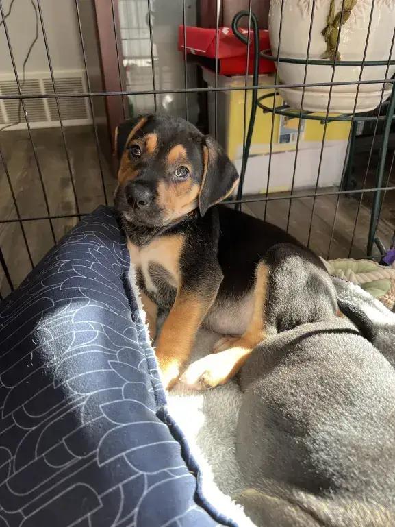 Zydeco, Adoptable, Puppy Male Mixed Breed.