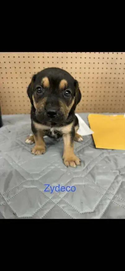 Zydeco, a Adoptable mixed breed in Grand Rapids, MI image 2/6
