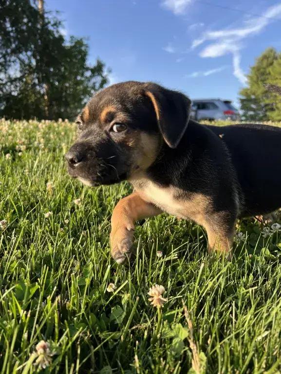 Zydeco, a Adoptable mixed breed in Grand Rapids, MI image 3/6