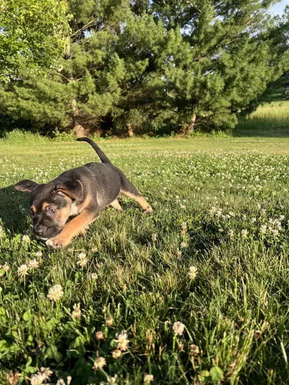Zydeco, a Adoptable mixed breed in Grand Rapids, MI image 4/6