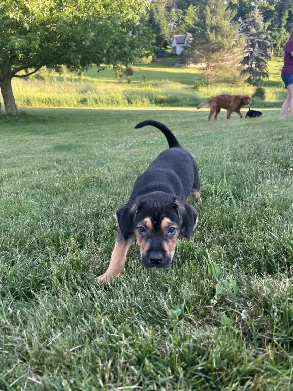Zydeco, a Adoptable mixed breed in Grand Rapids, MI image 5/6
