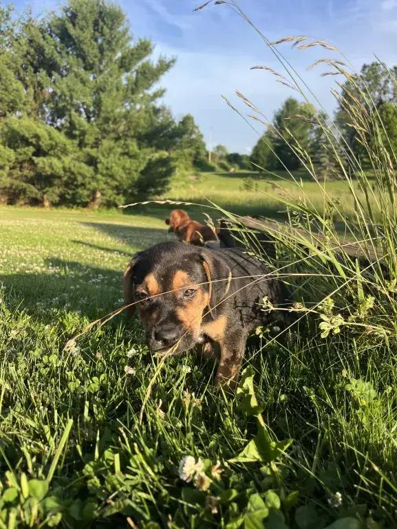 Zydeco, a Adoptable mixed breed in Grand Rapids, MI image 6/6
