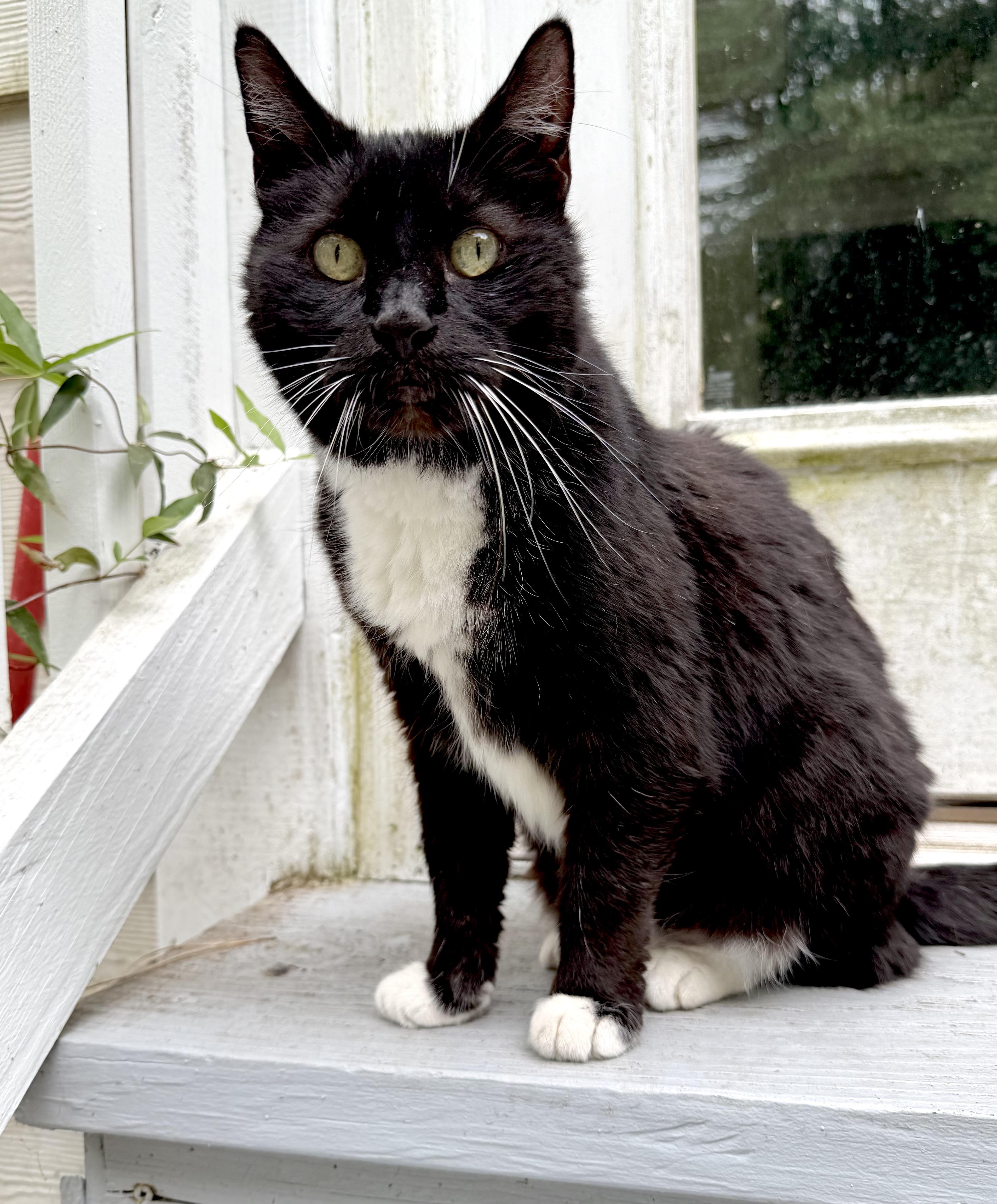 Beau, a ADOPTABLE Domestic Short Hair in Little River, SC image 1/4