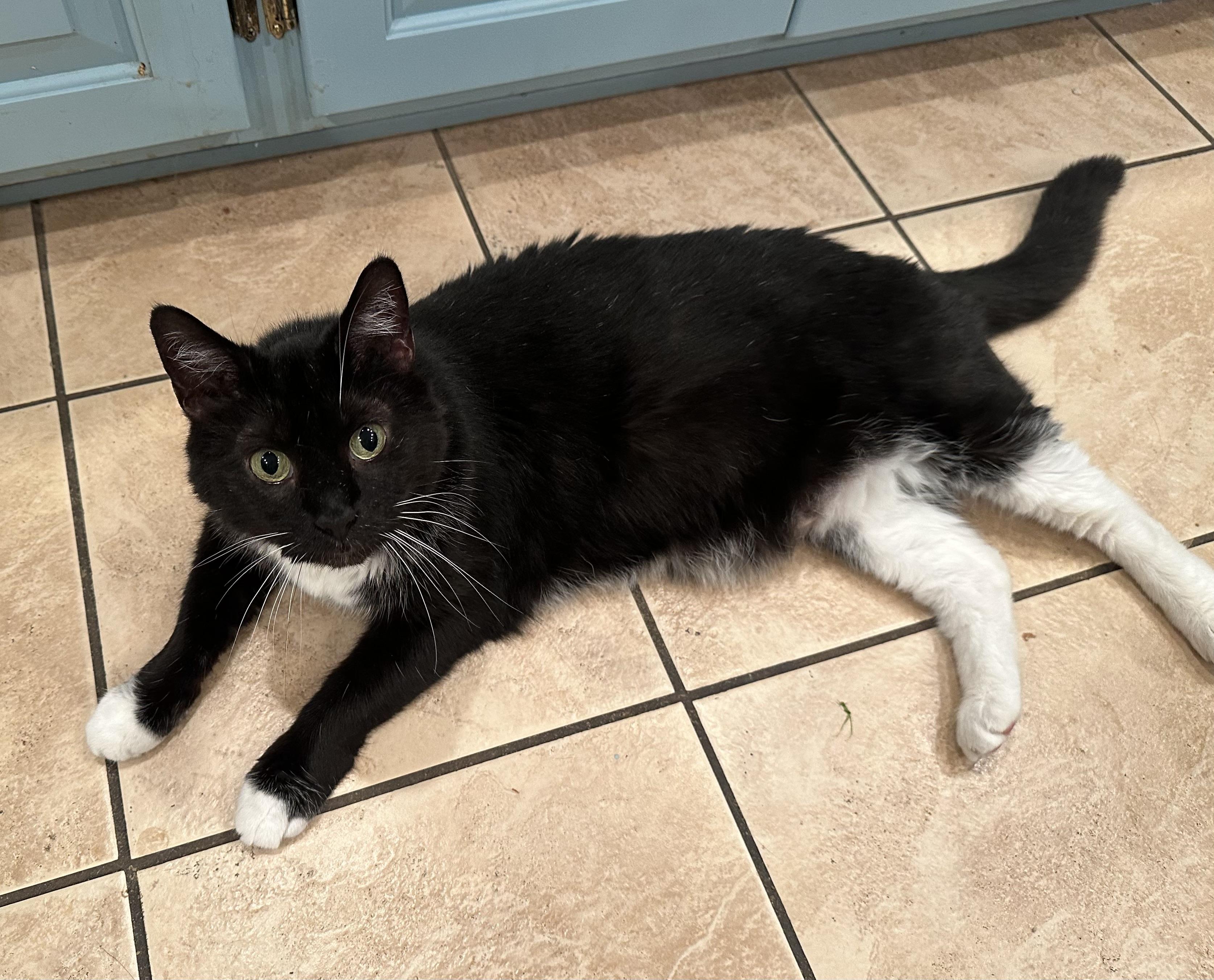 Beau, a ADOPTABLE Domestic Short Hair in Little River, SC image 3/4