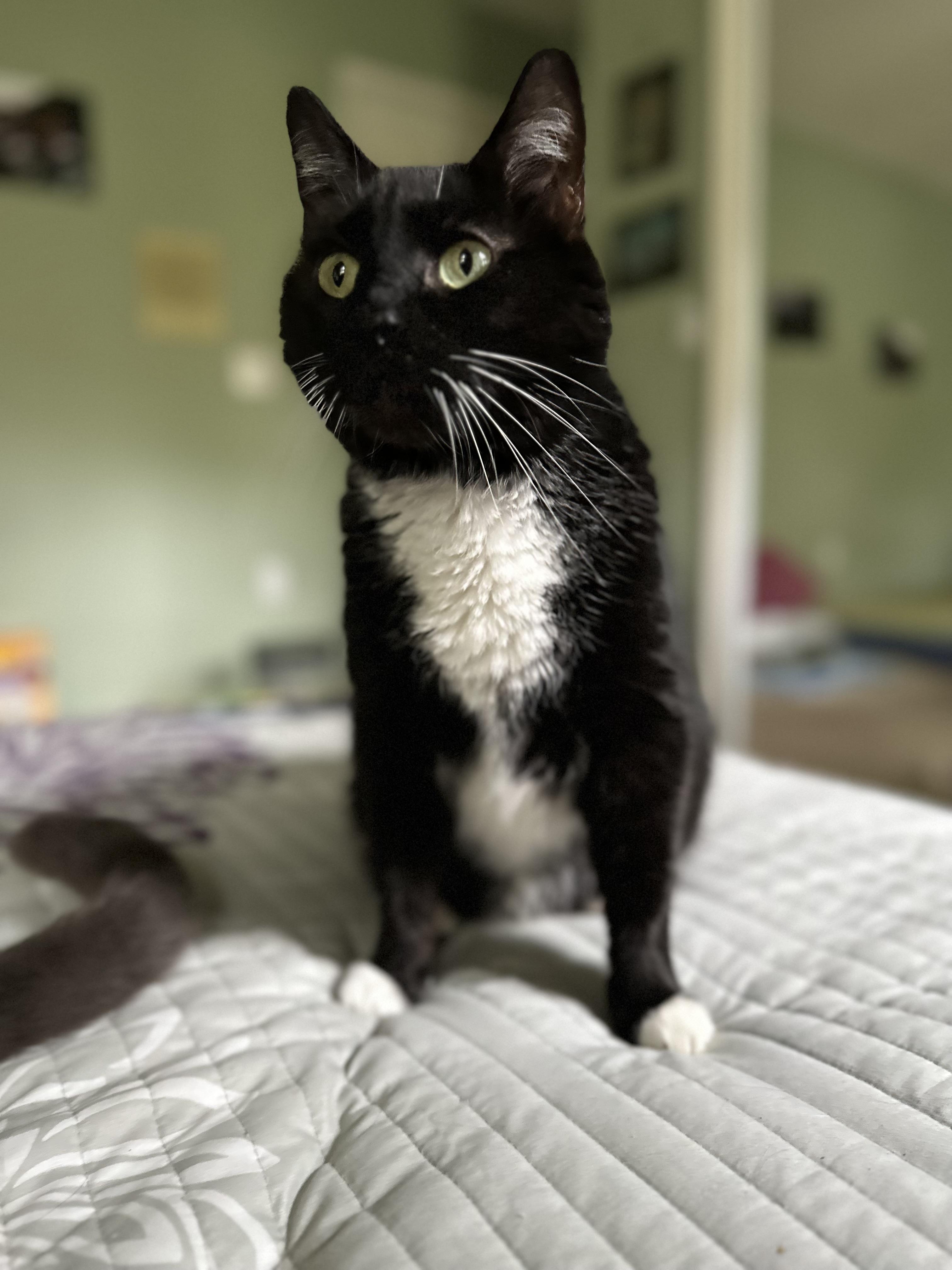 Beau, a ADOPTABLE Domestic Short Hair in Little River, SC image 4/4