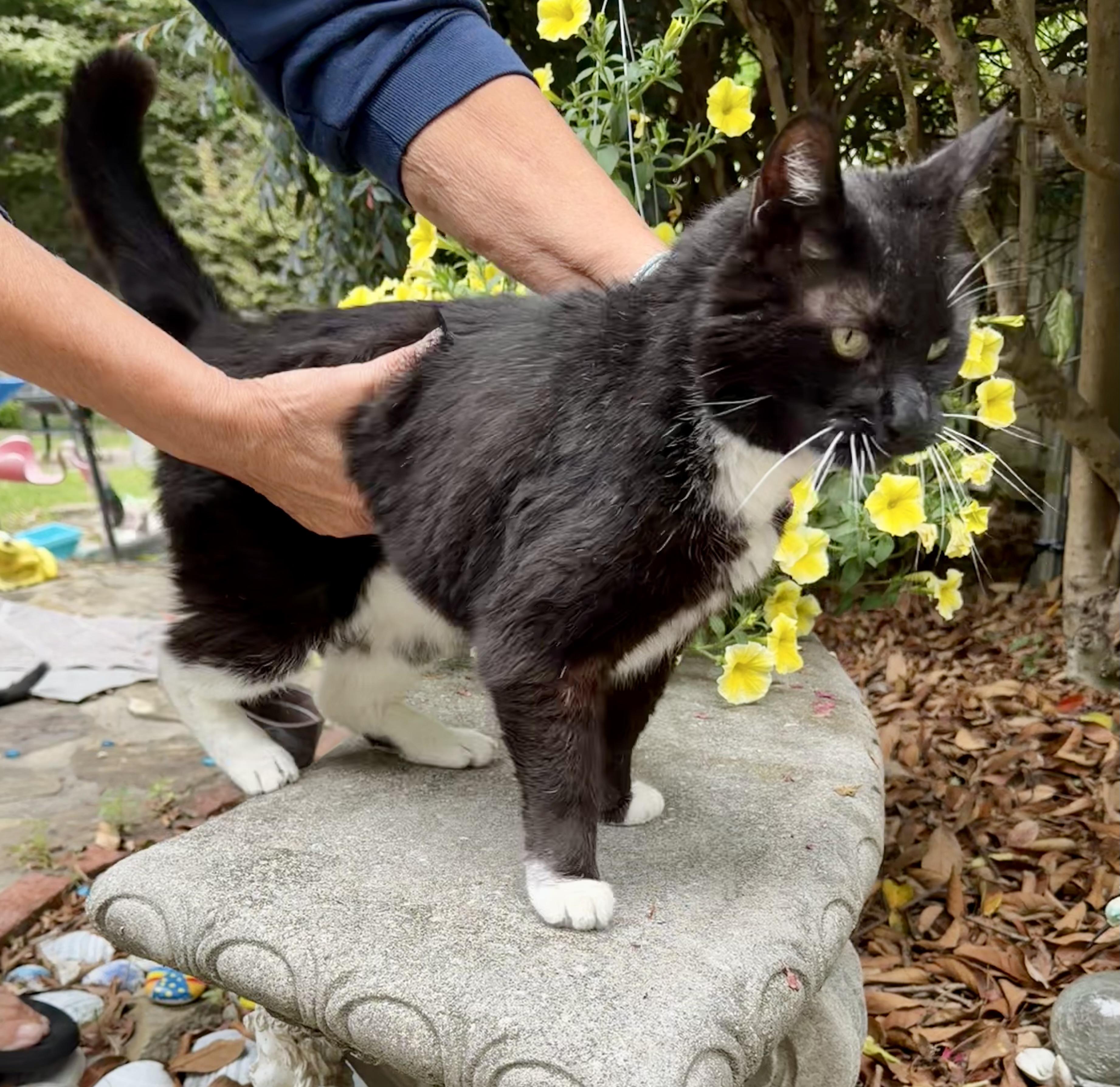 Beau, a ADOPTABLE Domestic Short Hair in Little River, SC image 2/4