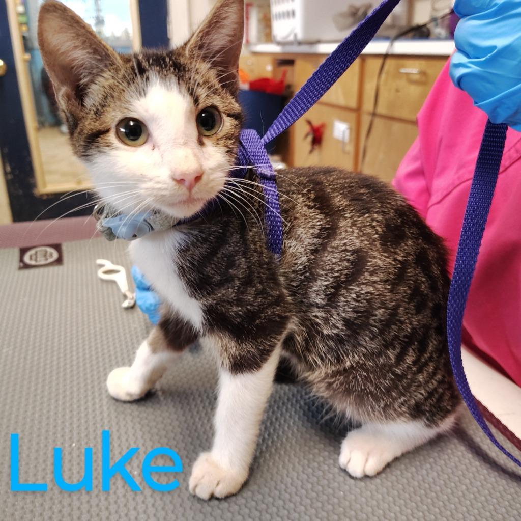 Enlarge Luke, a Adopted mixed breed in Mena, AR image 1/1