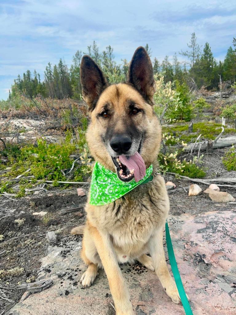 Enlarge King, a Adoptable German Shepherd Dog in Yellowknife, NT image 1/3