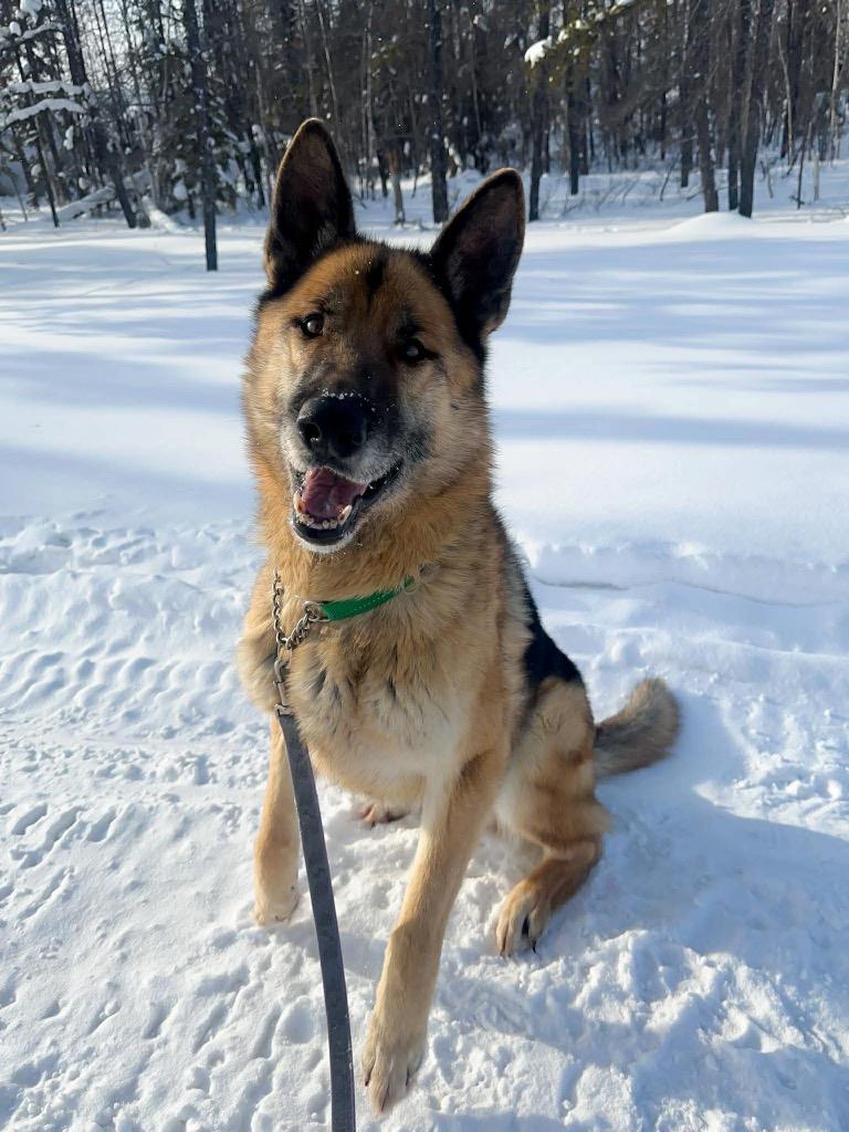 King, Adoptable, Adult Male German Shepherd Dog.