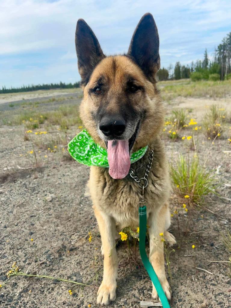 Enlarge King, a Adoptable German Shepherd Dog in Yellowknife, NT image 3/3