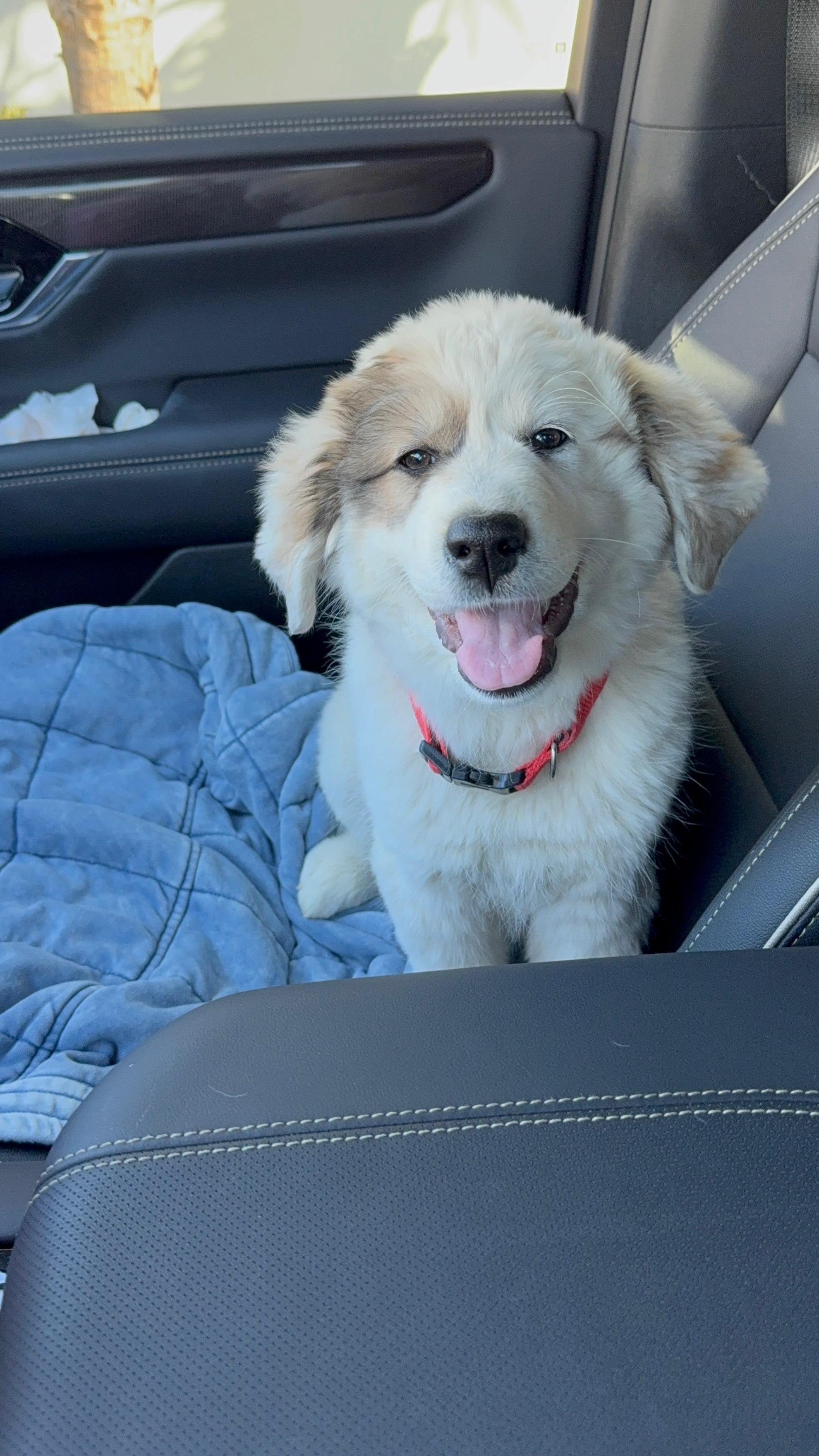 Willow FKA Carol DFW, Adopted, Young Female Great Pyrenees.