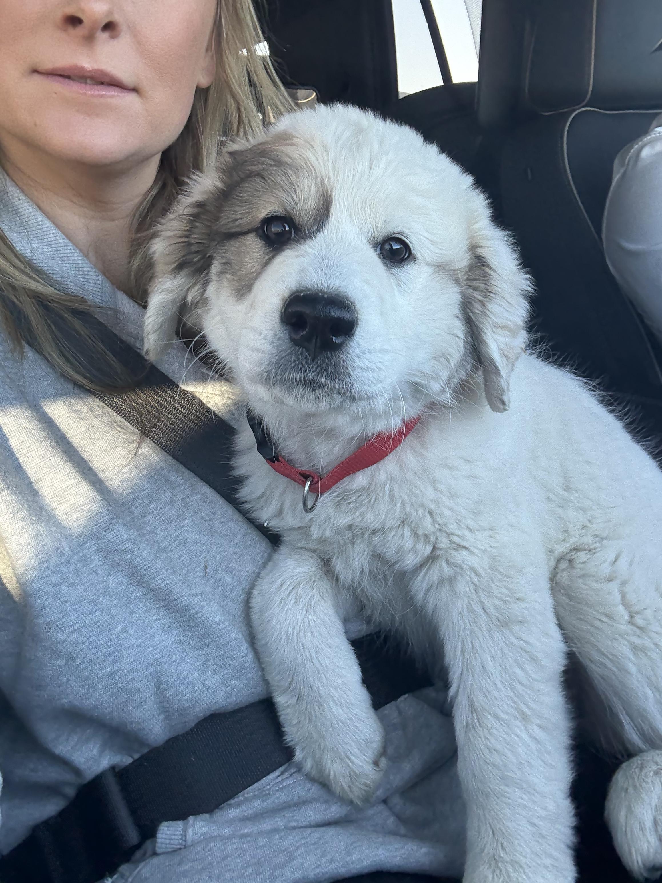 Willow FKA Carol DFW, a Adopted Great Pyrenees in Quinlan, TX image 2/2