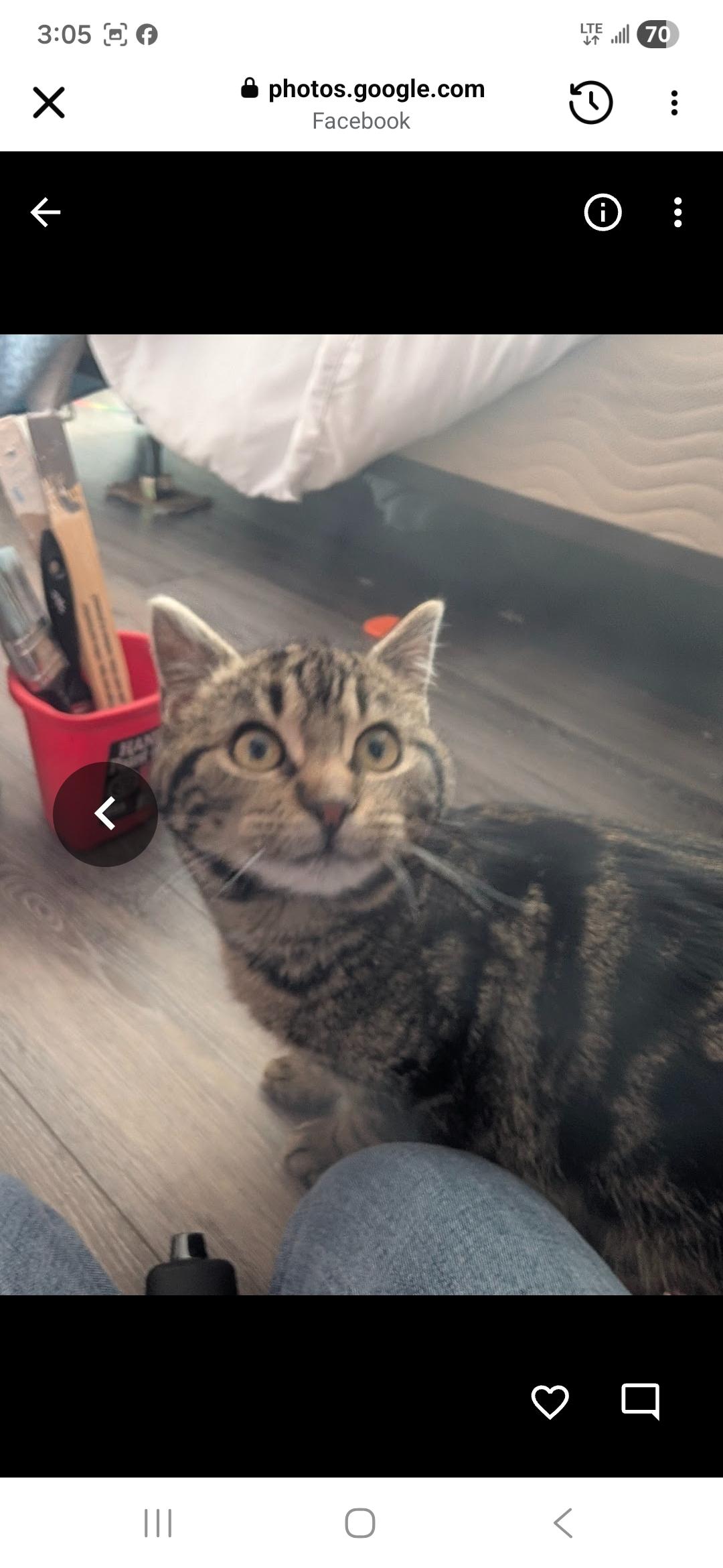 Fergus Lance, ADOPTABLE, Young Male Domestic Short Hair & Tabby.