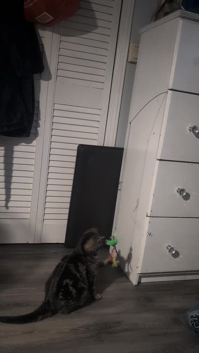 Enlarge Fergus Lance, a ADOPTABLE mixed breed in Bristol, QC video 1/2