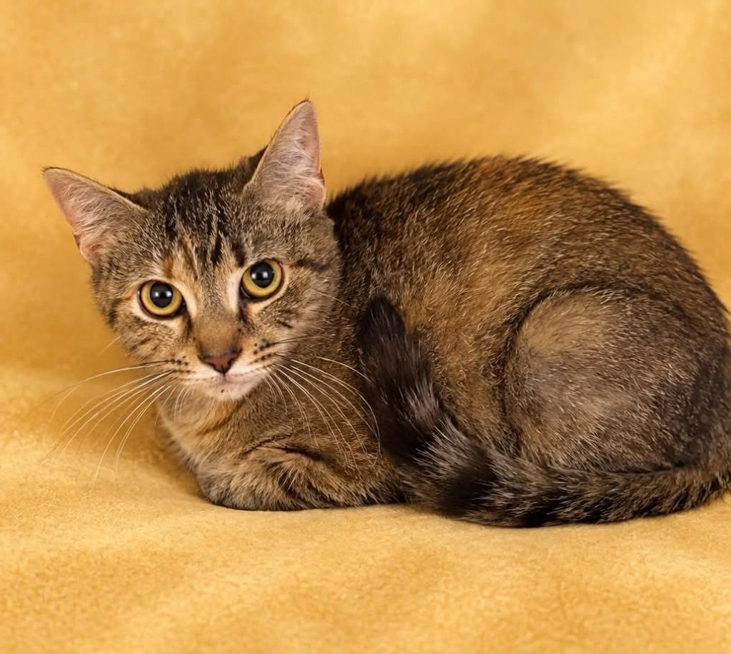 TukTuk, Adoptable, Young Female Domestic Short Hair.