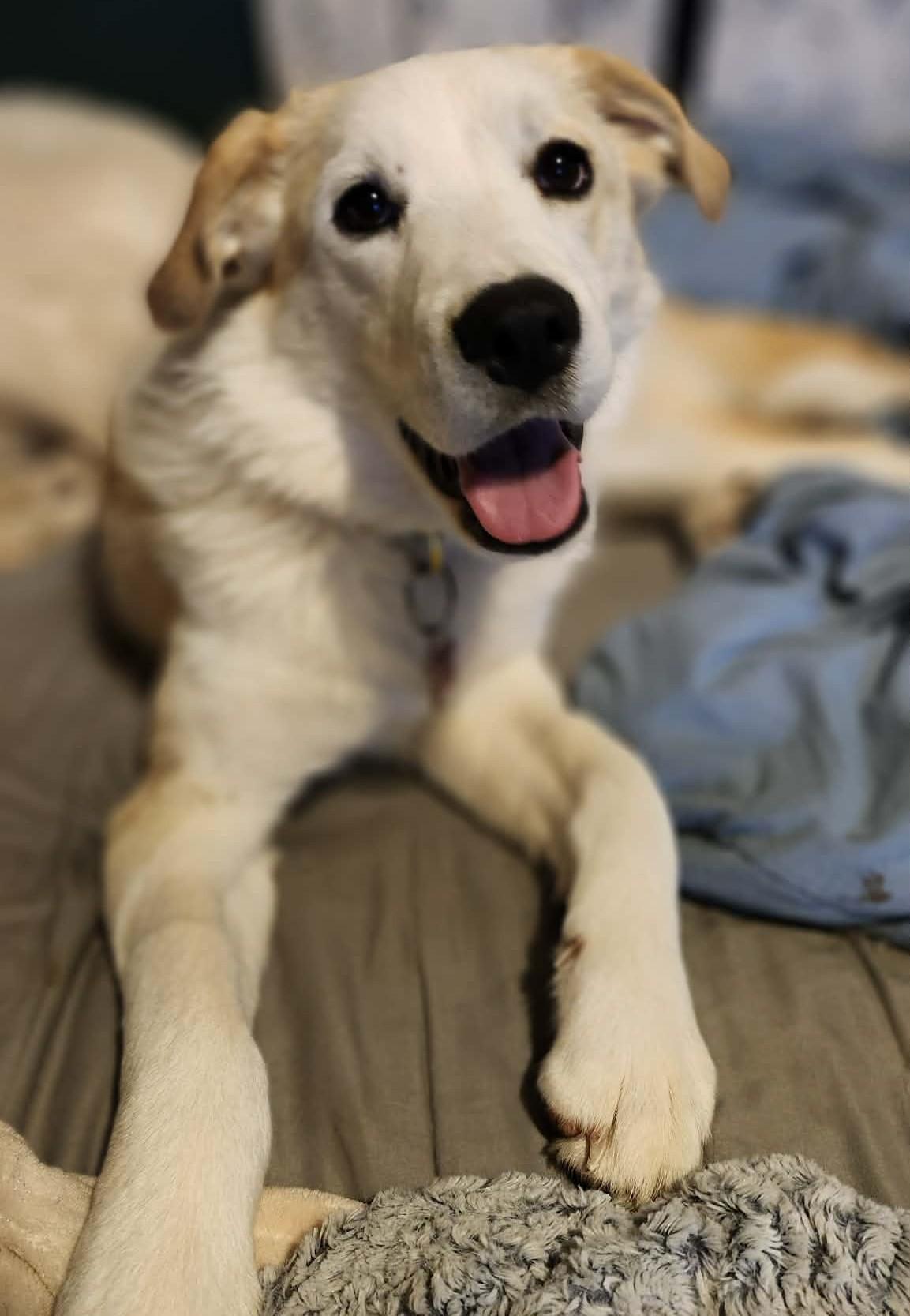Doriane , ADOPTABLE, Puppy Female Great Pyrenees.