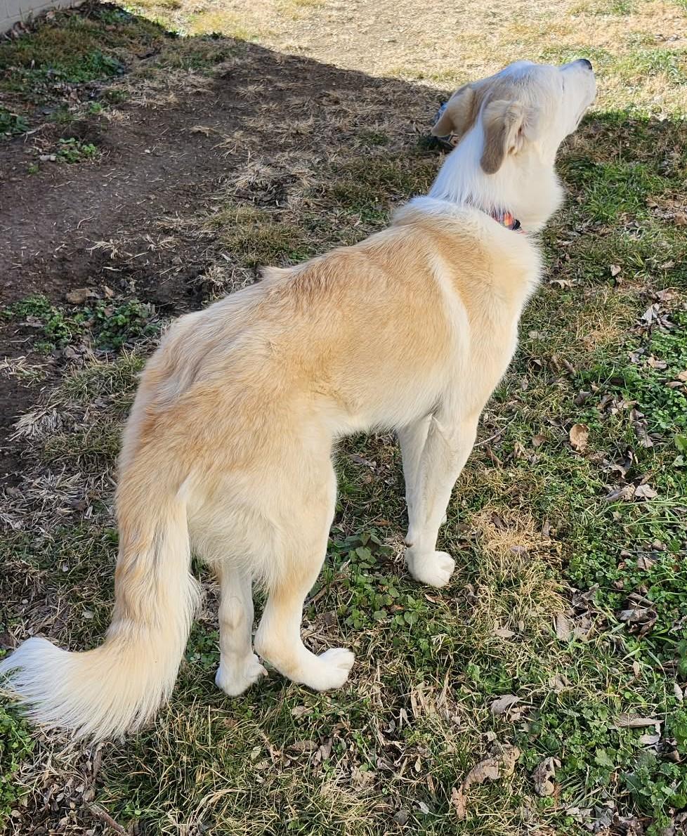 Enlarge Doriane , a ADOPTABLE mixed breed in Kiowa, OK image 5/6