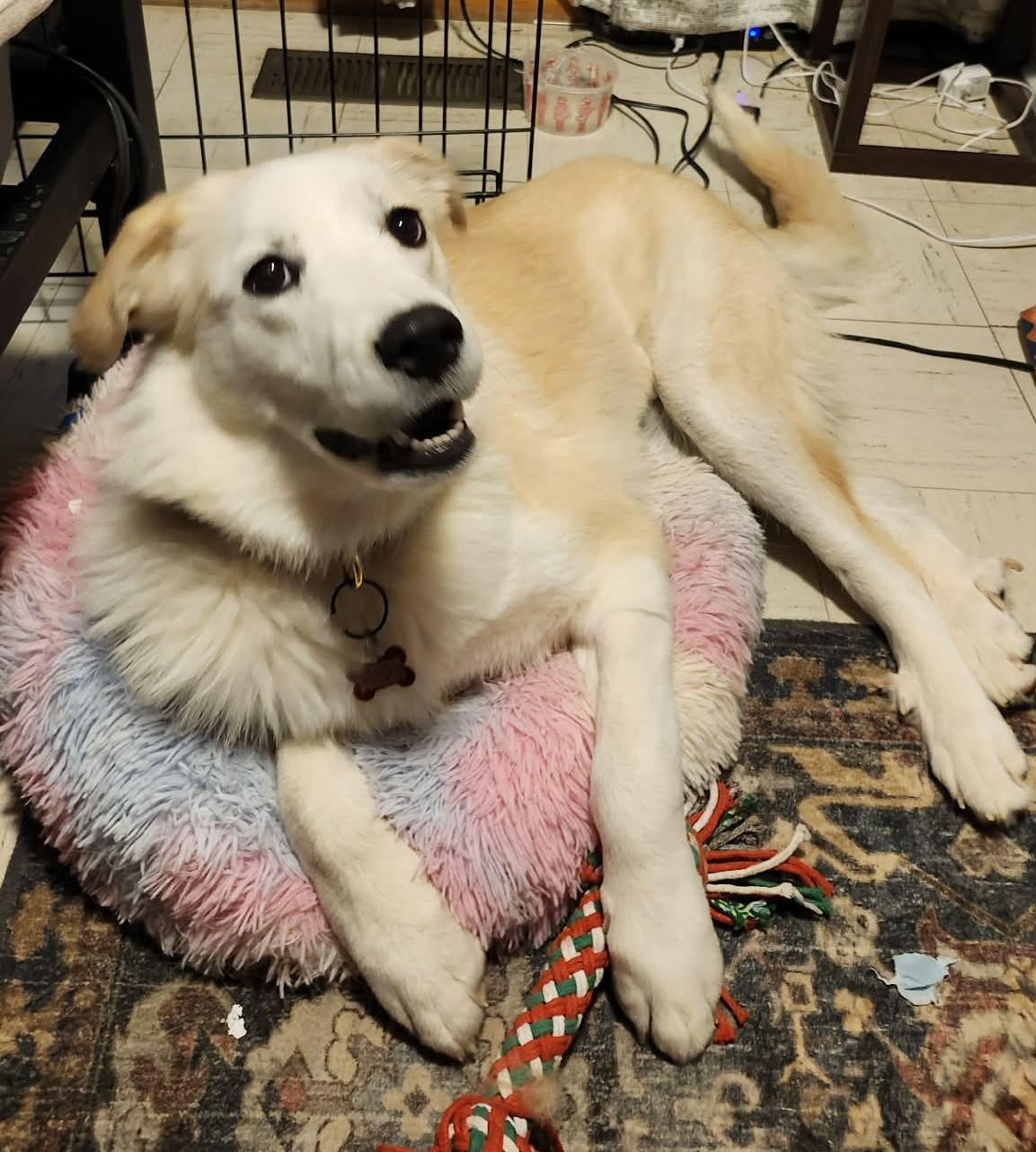 Enlarge Doriane , a ADOPTABLE mixed breed in Kiowa, OK image 3/6