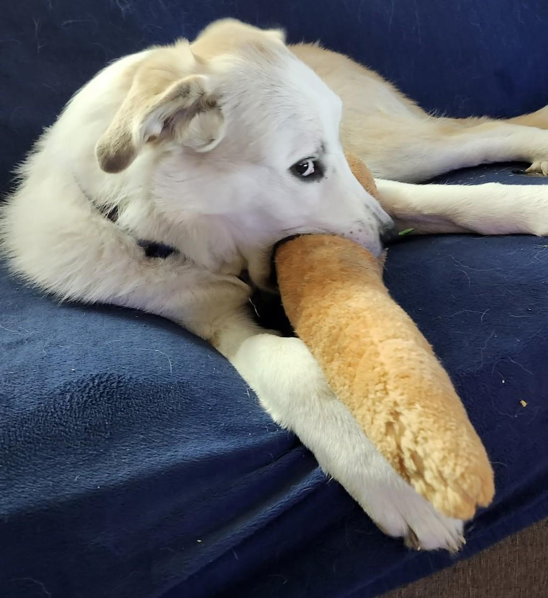 Enlarge Doriane , a ADOPTABLE mixed breed in Kiowa, OK image 4/6