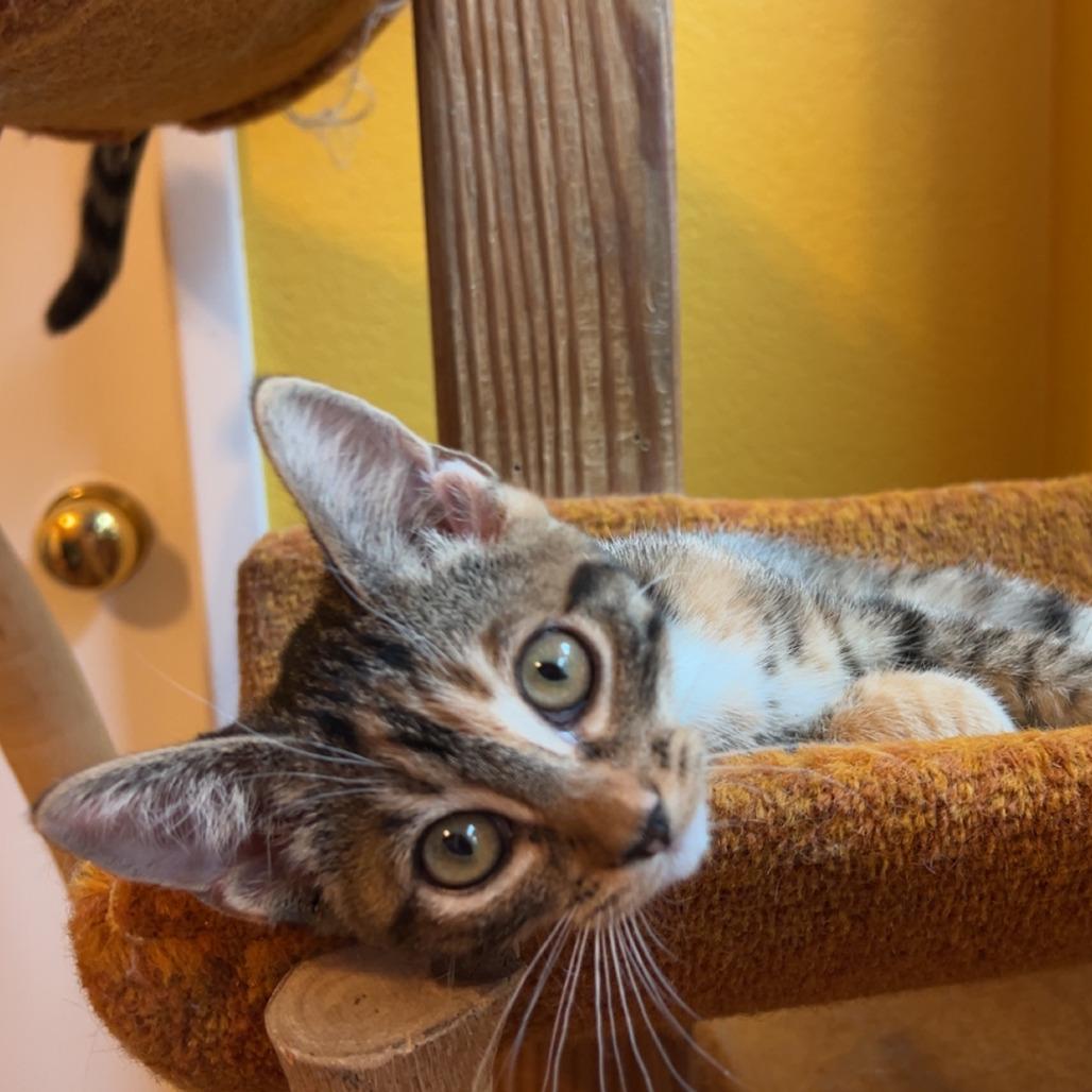 Tansy, a Adoptable mixed breed in Palmdale, CA image 1/3