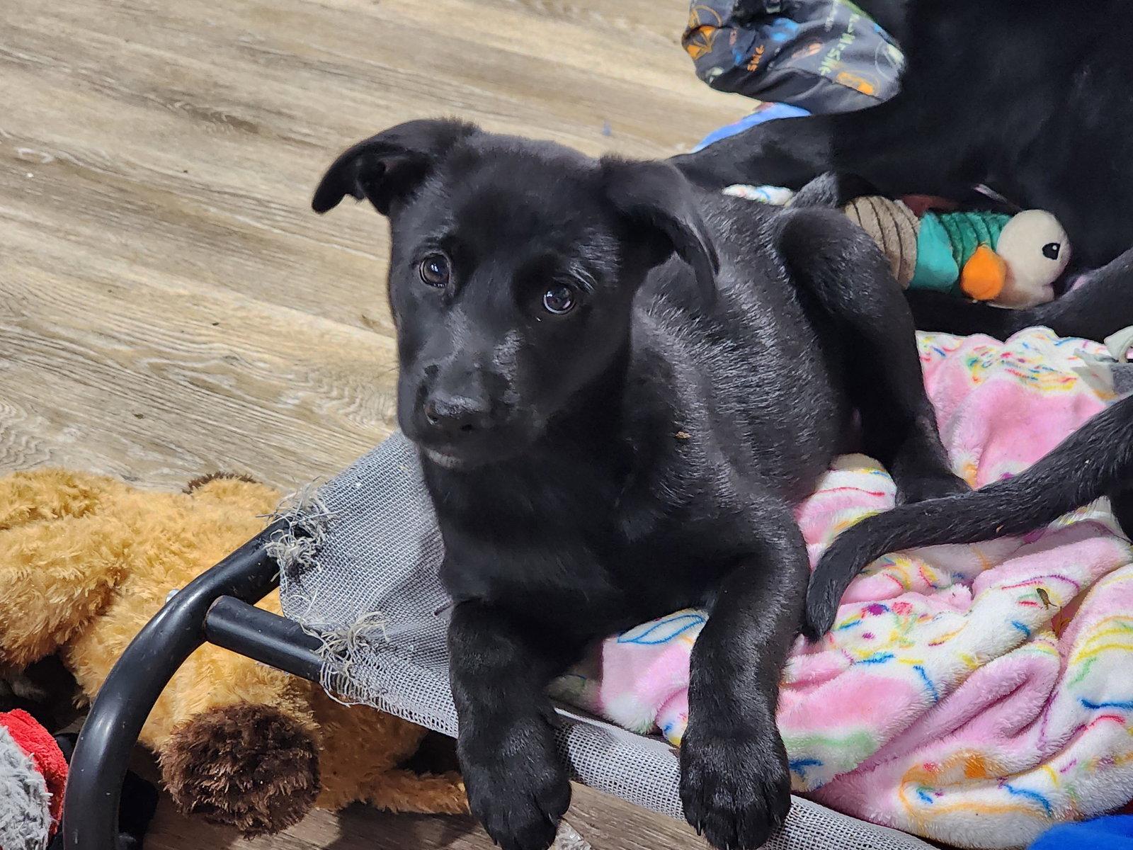 Enlarge Skye, a Adopted mixed breed in Marine City, MI image 1/2